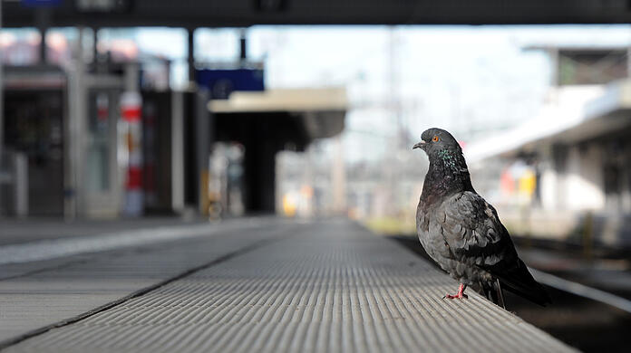 Ruhig sitzt sie da, diese Taube am Hauptbahnhof. Viele Münchner mögen die Tiere trotzdem nicht.