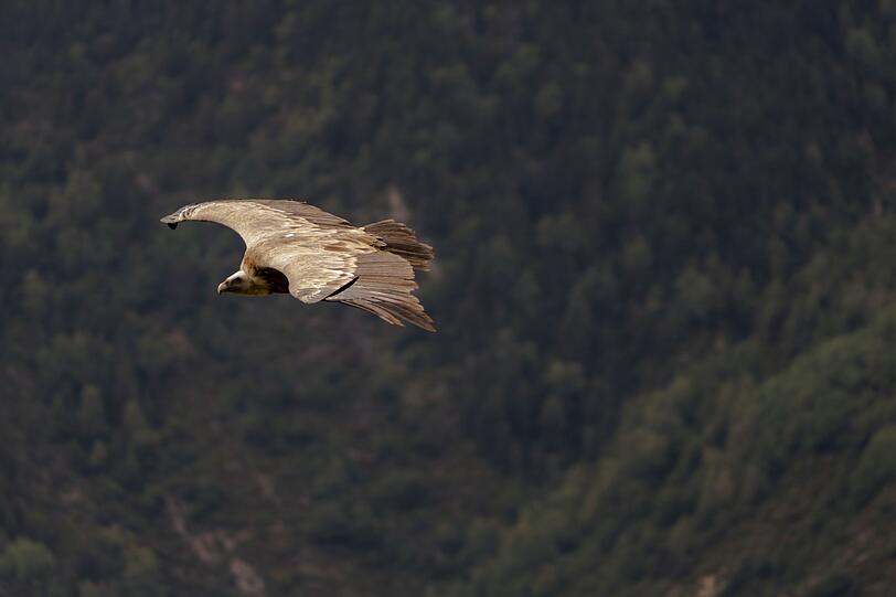 Im Spanischen fiel die Wahl auf einen möglichst großen Vogel und um seine Unerreichbarkeit noch zu unterstreichen, sitzt er nicht nur oben auf einem Dach, sondern fliegt durch die Lüfte: "Ein Vogel in der Hand ist besser als ein fliegender Geier." ("Más vale pájaro en mano que buitre volando.") Im Spanischen fiel die Wahl auf einen möglichst großen Vogel und um seine Unerreichbarkeit noch zu unterstreichen, sitzt er nicht nur oben auf einem Dach, sondern fliegt durch die Lüfte: "Ein Vogel in der Hand ist besser als ein fliegender Geier." ("Más vale pájaro en mano que buitre volando.")