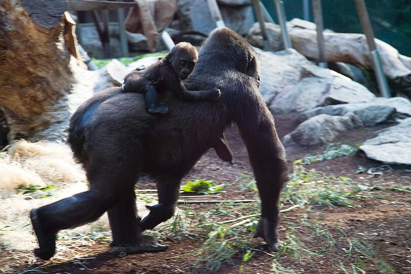 Weitere Bilder aus dem Gorilla-Gehege nach der Taufe.