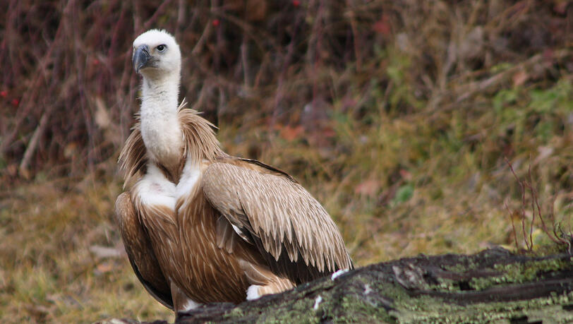 Die genaue Herkunft des Vogels ist unklar: Die meisten in Europa ansässigen Gänsegeier sind in Spanien zu finden. (Symbolbild)
