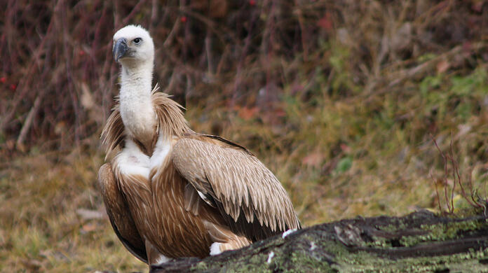 Die genaue Herkunft des Vogels ist unklar: Die meisten in Europa ansässigen Gänsegeier sind in Spanien zu finden. (Symbolbild)