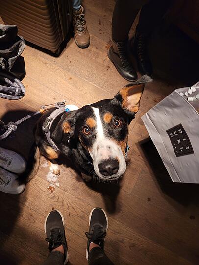 Carlotta:  Sie ist ein lustiger, aber zugleich trottellicher Hund und bringt jeden ein Lächeln ins Gesicht. Auf der Straße kennt sie auch schon jeder, weil sie immer jeden Hallo sagen möchte.