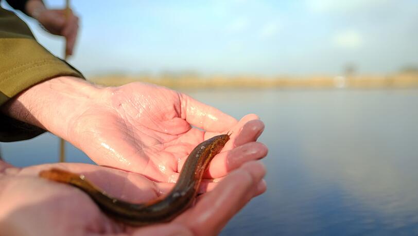 Ein Schlammpeitzger sieht nicht gerade aus wie ein typischer Fisch. (Symbolbild)