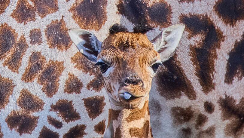 Das kleine Giraffenm&auml;dchen ist erst ein paar Tage alt.
