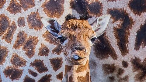 Das kleine Giraffenm&auml;dchen ist erst ein paar Tage alt.
