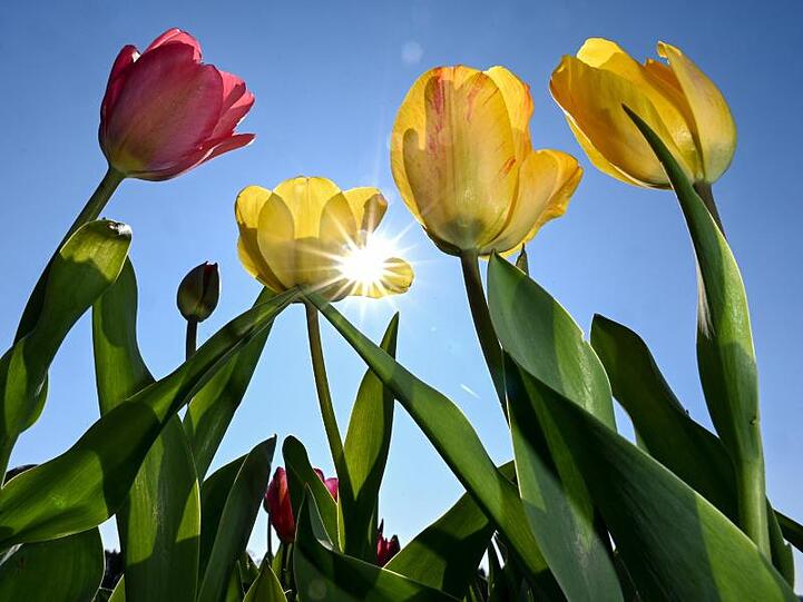 Tulpen blühen auf einem Feld für Selbstpflücker. Foto: Felix Kästle/dpa/Archivbild