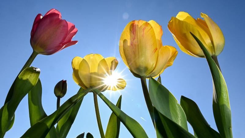 Tulpen blühen auf einem Feld für Selbstpflücker. Foto: Felix Kästle/dpa/Archivbild Tulpen blühen auf einem Feld für Selbstpflücker. Foto: Felix Kästle/dpa/Archivbild