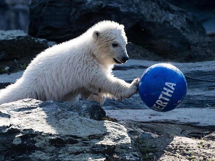 Die kleine Eisbärin Hertha spielt gerne mit Bällen.