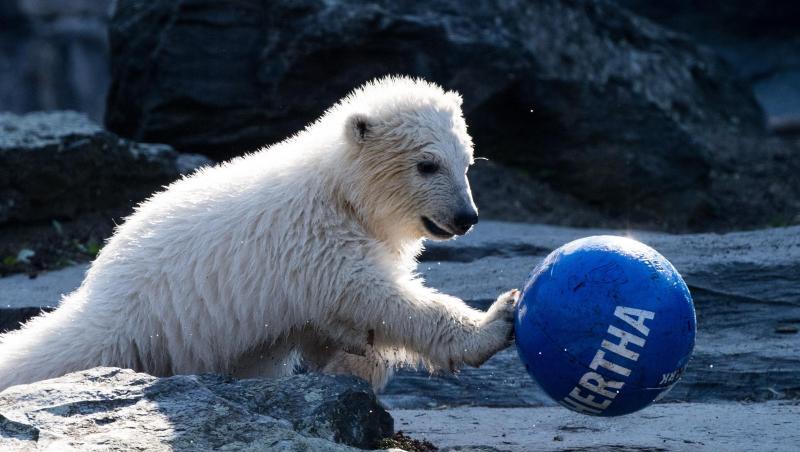 Die kleine Eisbärin Hertha spielt gerne mit Bällen. Die kleine Eisbärin Hertha spielt gerne mit Bällen.