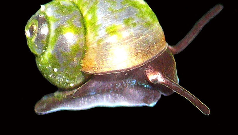 Sie lebt weltweit nur am Herzogpark an der Brunnbachquelle: die Bayerische Zwergdeckelschnecke.