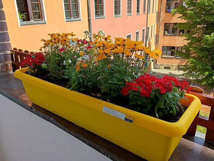 In luftiger Höhe lädt der Blumenkasten die Bienen zum Nahrung sammeln ein.