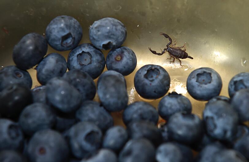 Überraschung in einer Schale Blaubeeren: In der Geyerstraße öffnet eine Familie eine Schale Blaubeeren. Zwischen den Beeren findet sich ein Skorpion. Die Feuerwehr bringt das Tier in die Reptilienstation.