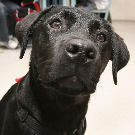 Der Labrador hat sich im Vergleich zu 2012 um einen Platz verbessert: Rang zwei.