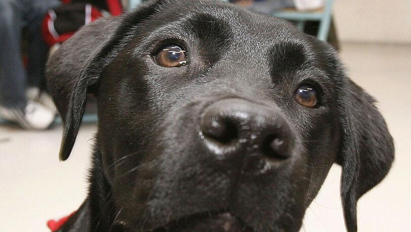 Der Labrador hat sich im Vergleich zu 2012 um einen Platz verbessert: Rang zwei. Der Labrador hat sich im Vergleich zu 2012 um einen Platz verbessert: Rang zwei.