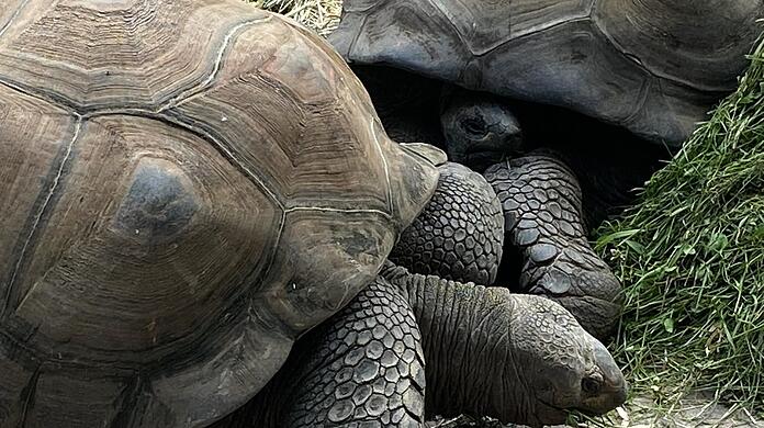Diese zwei Schildkröten lassen sich das Grünzeug richtig schmecken.