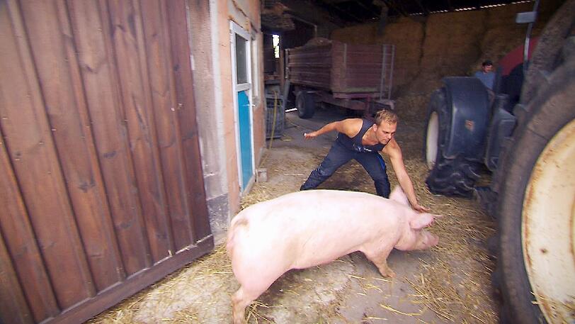 Beim Ausmisten des Schweinestalls ist ein Schwein ausgebüxt. Gunther versucht es wieder einzufangen.