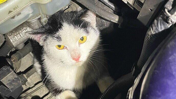 Gerettet: Die Katze wurde im Motorraum eines Autos ordentlich durchgewirbelt.