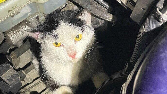 Gerettet: Die Katze wurde im Motorraum eines Autos ordentlich durchgewirbelt.