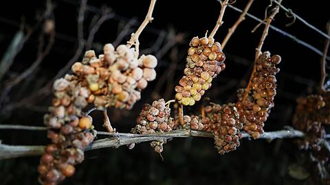 Die Weintrauben m&uuml;ssen im gefrorenen Zustand von Hand gelesen und sofort gepresst werden.