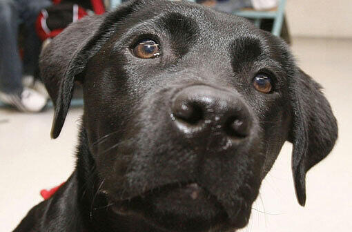 Der Labrador "Lady" hatte die Polizei zu seinem verunglückten Frauchen geführt. (Symbolbild)
