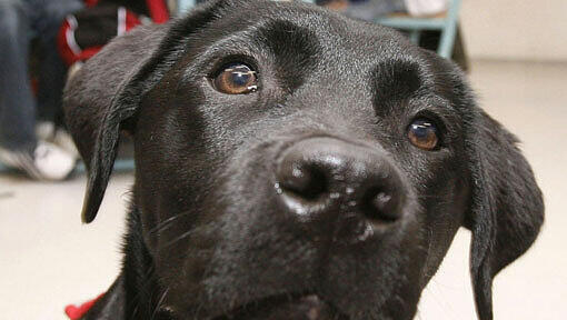 Der Labrador "Lady" hatte die Polizei zu seinem verunglückten Frauchen geführt. (Symbolbild)