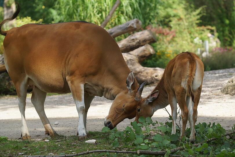 Die Banteng-Familie hat mit dem Nachwuchs jede Menge Trubel auf der Anlage. Sie niedlichen Bilder...