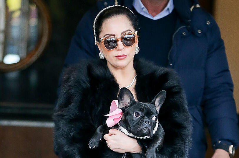 Lady Gagas Französische Bulldogge, Miss Asia Kinney, ist das neue Gesicht der 'Coach'-Kampagne