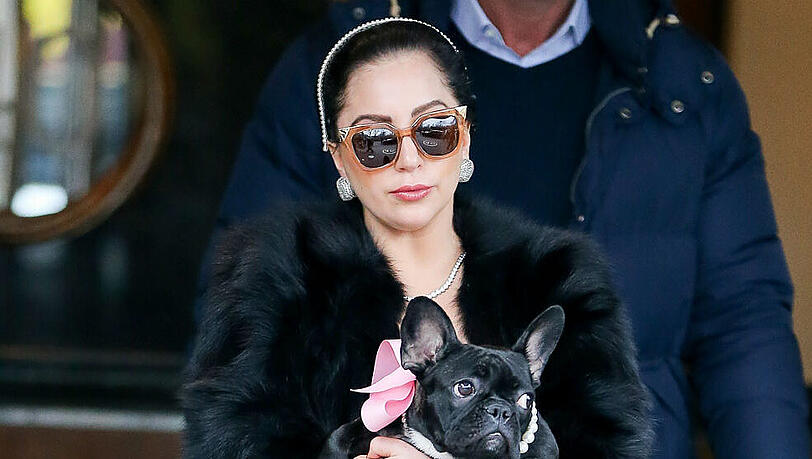 Lady Gagas Französische Bulldogge, Miss Asia Kinney, ist das neue Gesicht der 'Coach'-Kampagne Lady Gagas Französische Bulldogge, Miss Asia Kinney, ist das neue Gesicht der 'Coach'-Kampagne