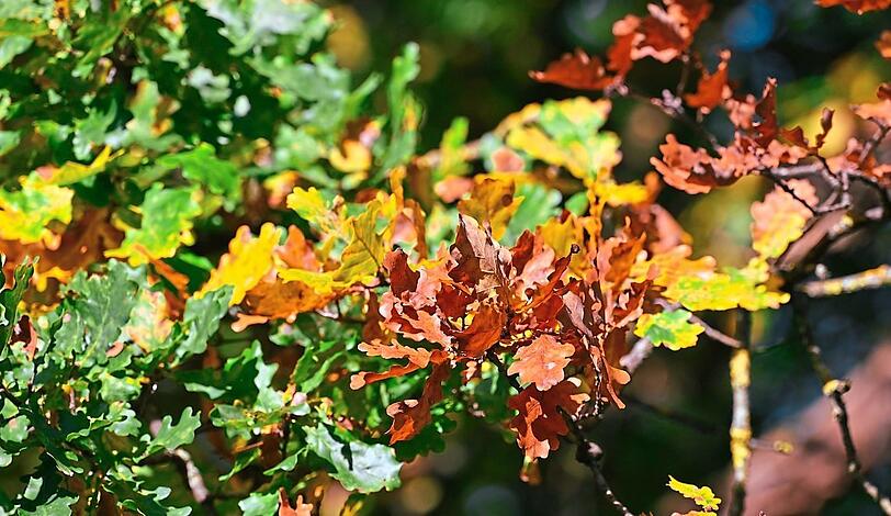 Farbenspiel im Eichenlaub - die Sonne bringt die Herbstfarben besonders schön zur Geltung.