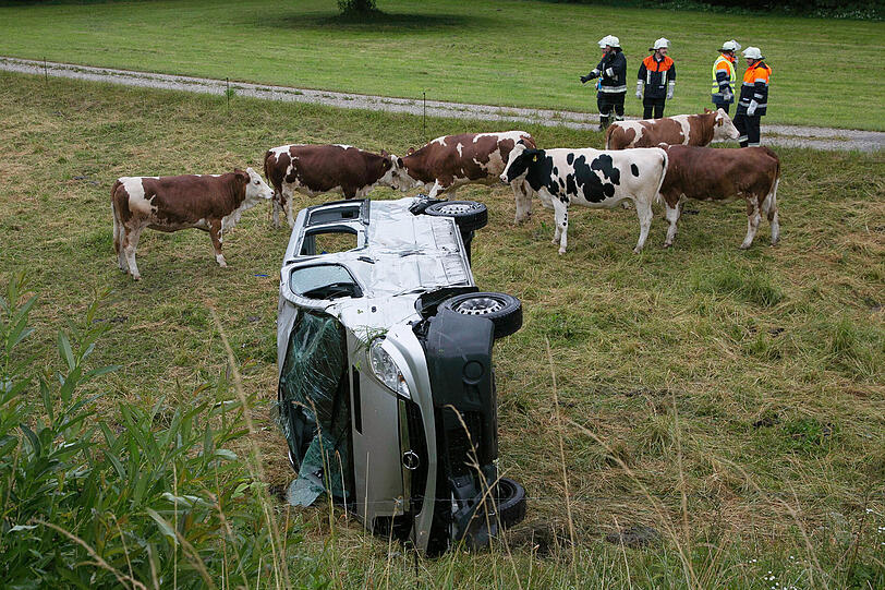 Der Transporter landete auf einer Kuhweide. Die Insassen wurden leicht verletzt. Vom Unfallverursacher fehlt jede Spur.