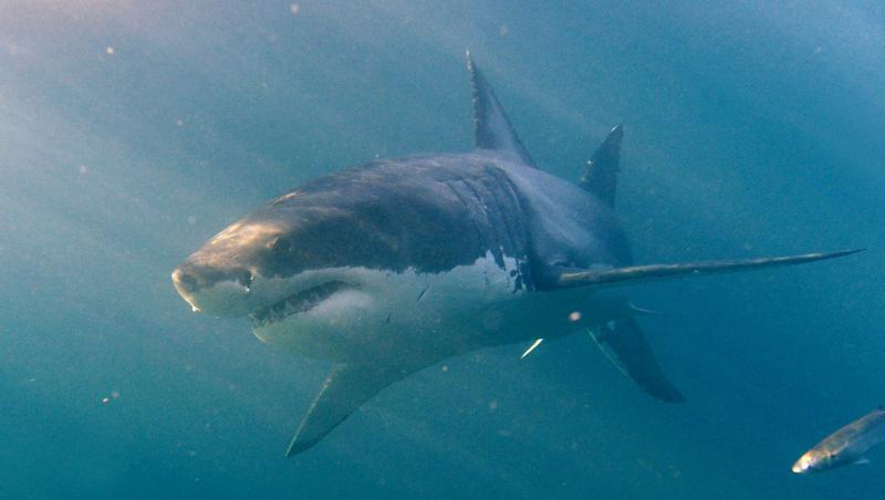 Bei einer Hai-Attacke vor Australien ist ein Surfer ums Leben gekommen. (Symbolbild) Bei einer Hai-Attacke vor Australien ist ein Surfer ums Leben gekommen. (Symbolbild)