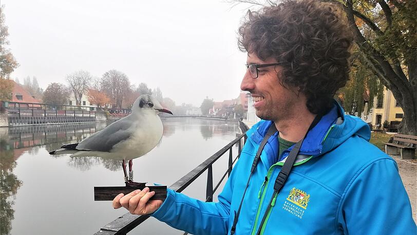 Lieber eine Holzmöwe in der Hand als gar keine am Geländer: Philipp Herrmann am Isarufer. Zur Beruhigung: Auf der gegenüberliegenden Seite saßen etliche Möwen gerade auf dem Geländer und rasteten. Lieber eine Holzmöwe in der Hand als gar keine am Geländer: Philipp Herrmann am Isarufer. Zur Beruhigung: Auf der gegenüberliegenden Seite saßen etliche Möwen gerade auf dem Geländer und rasteten.