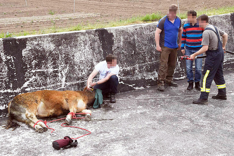Wildwest an der A94: 17 entflohene Rindviecher hielten die "Cowboys" von Polizei und Feuerwehr stundenlang auf Trab. Die Bilder von der Stierhatz.