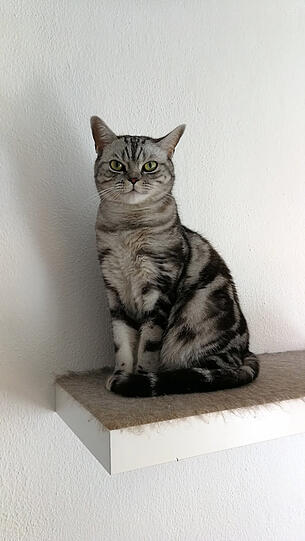 Samson