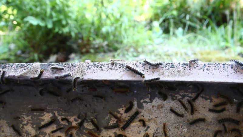 Schwammspinner Raupen haben die Fassade eines Hauses befallen. Foto: Bodo Schackow/Archiv Schwammspinner Raupen haben die Fassade eines Hauses befallen. Foto: Bodo Schackow/Archiv