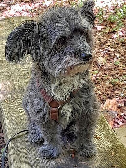 Fritzi