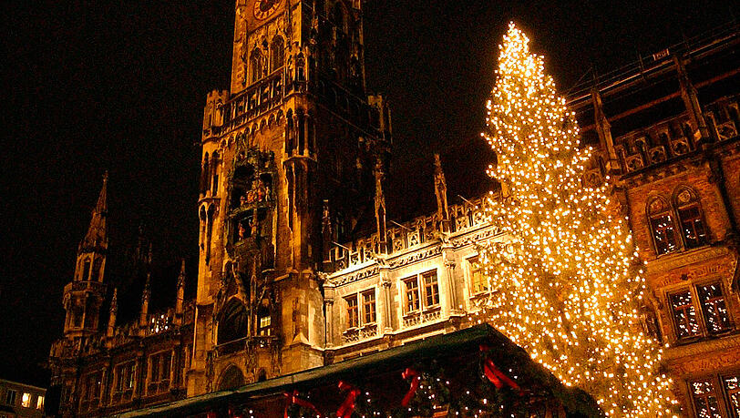 Ab Mittwoch thront der weihnachtliche Baumriese über dem Marienplatz. Ab Mittwoch thront der weihnachtliche Baumriese über dem Marienplatz.
