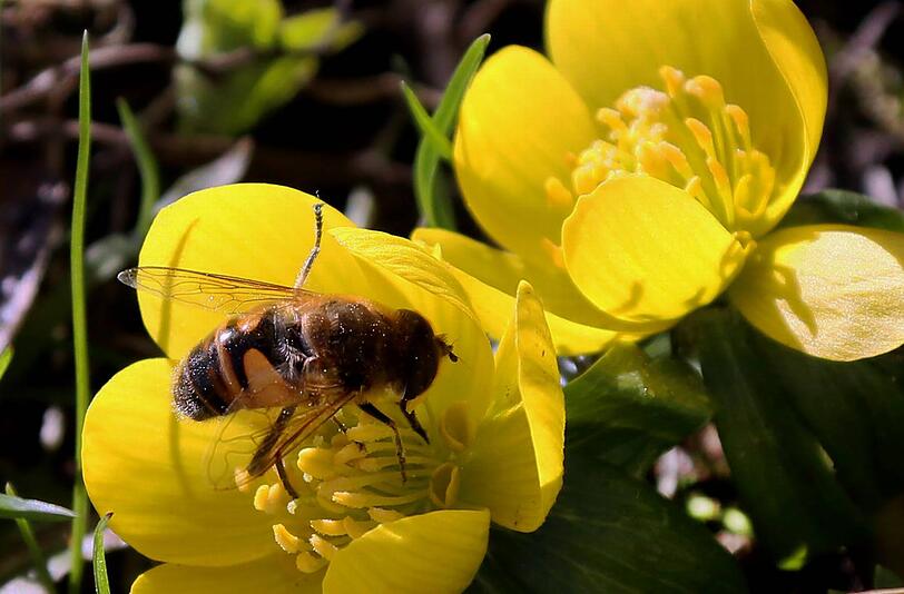 Februar 2014 - der verfrühte Frühling in Obermenzing: Eine Biene lässt es sich auf den Winterlingen gut gehen.