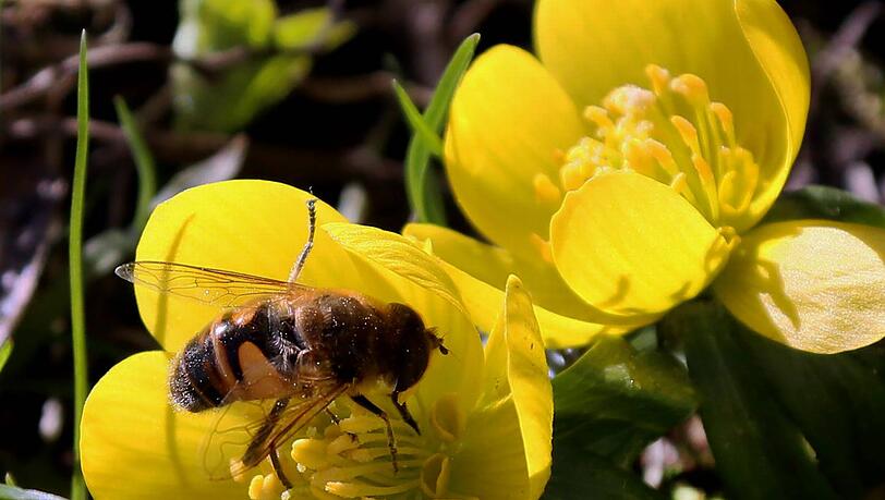 Februar 2014 - der verfrühte Frühling in Obermenzing: Eine Biene lässt es sich auf den Winterlingen gut gehen. Februar 2014 - der verfrühte Frühling in Obermenzing: Eine Biene lässt es sich auf den Winterlingen gut gehen.