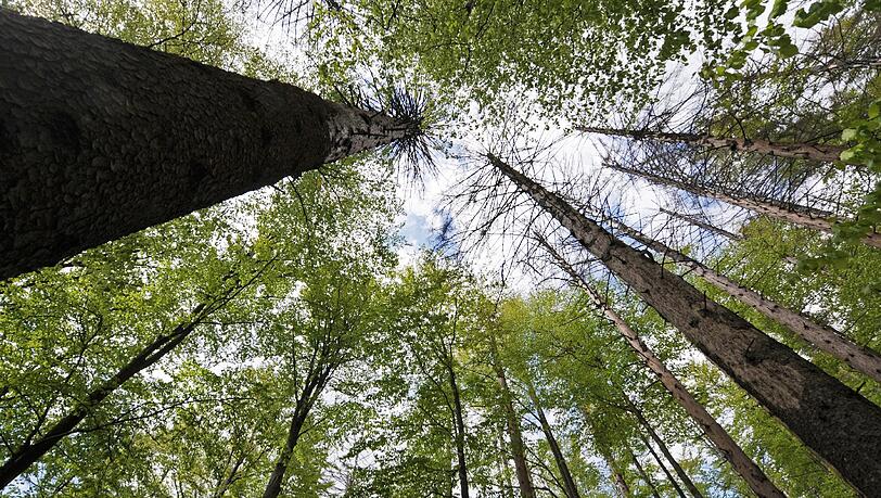 Im Januar werden im Sendlinger Wald Baumpflegearbeiten durchgeführt. Im Januar werden im Sendlinger Wald Baumpflegearbeiten durchgeführt.