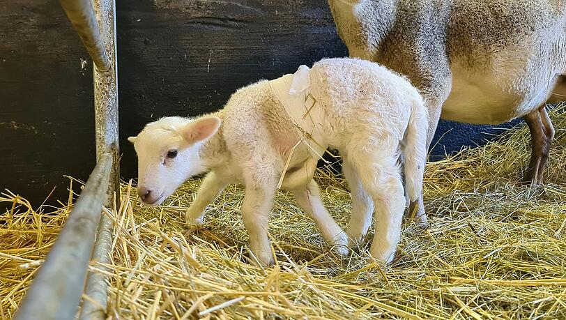 Lämmchen Dolly und seine Mutter im Stall. Um die Koordination der Beine zu unterstützen, wurde ein Bein winklig hochbandagiert. Mit diesem Trick kann das Lämmchen Dolly nun besser gehen.