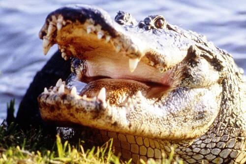 Sie lauerten mit aufgesperrtem Rachen am Uferrand, als der Aluminium-Kajak der Becksteins im Sumpf kenterte. Meterlang sind die Alligatoren in den Everglades-Sümpfen.