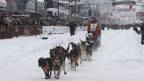 Das Schlittenhunderennen Iditarod ist gestartet.