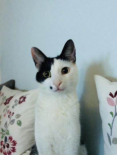 Willi