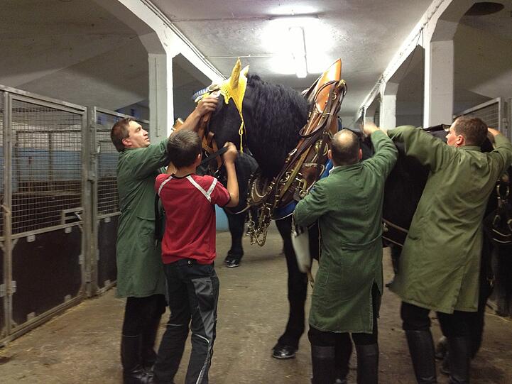 Pferd Gino ist zum ersten Mal beim Einzug der Wirte dabei und noch etwas nervös. Vier Männer müssen ran, um ihm sein Geschirr anzulegen.