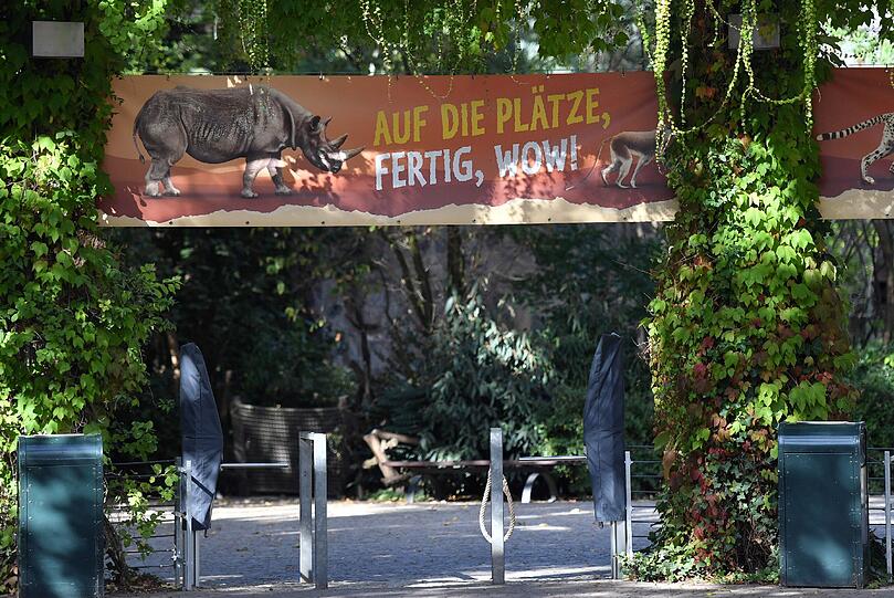 Ironie pur: Die Löwen sind nun tatsächlich los im Leipziger Zoo.