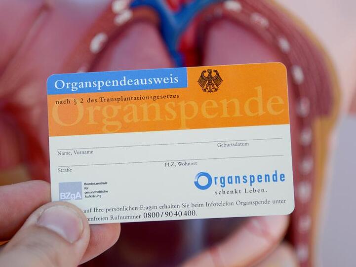 Ein Organspendeausweis, aufgenommen vor dem Modell eines menschlichen Torsos. Foto: Daniel Maurer/dpa/Archivbild