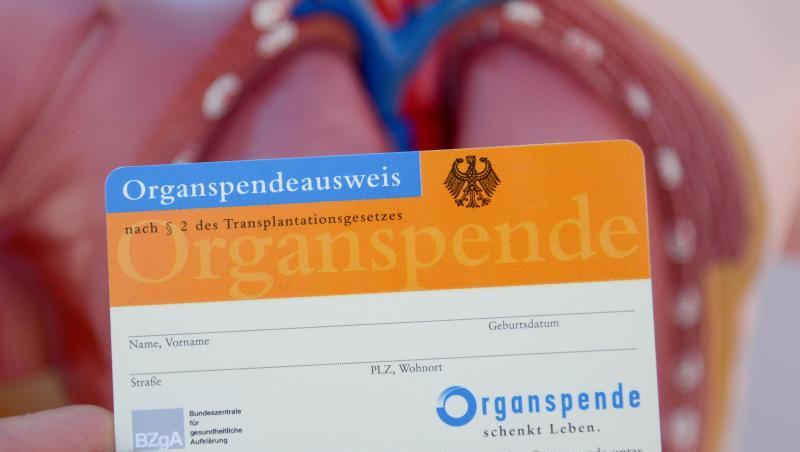 Ein Organspendeausweis, aufgenommen vor dem Modell eines menschlichen Torsos. Foto: Daniel Maurer/dpa/Archivbild Ein Organspendeausweis, aufgenommen vor dem Modell eines menschlichen Torsos. Foto: Daniel Maurer/dpa/Archivbild