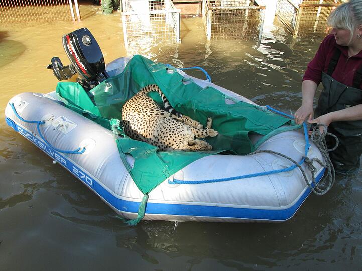 Ein Gepard aus dem Tiergarten Bernburg (Sachsen-Anhalt) konnte nur noch mit einem Schlauchboot in Sicherheit gebracht werden.