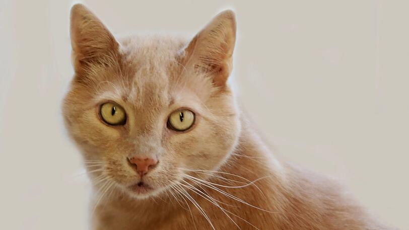 Kater KASIMIR (12 Jahre) ist anfangs etwas eigenwillig, kann aber ein echter Schmusetiger werden. Er wünscht sich ein ruhiges Zuhause ohne Kinder, mit Haltern, die geduldig sind. Der hübsche Kasimir freut sich über eine große Wohnung mit Balkon, die er nach der Eingewöhnung verlassen darf.
